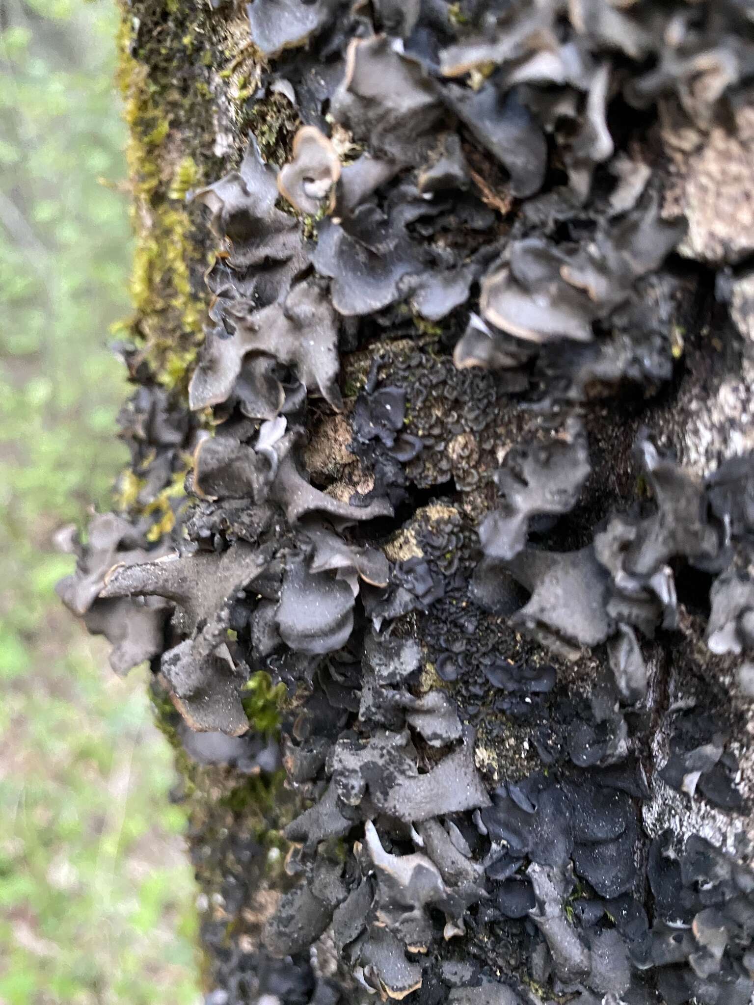 Image of Bearded jellyskin