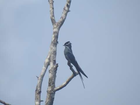 Image of Moustached Treeswift