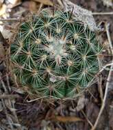 Mammillaria rettigiana Boed.的圖片