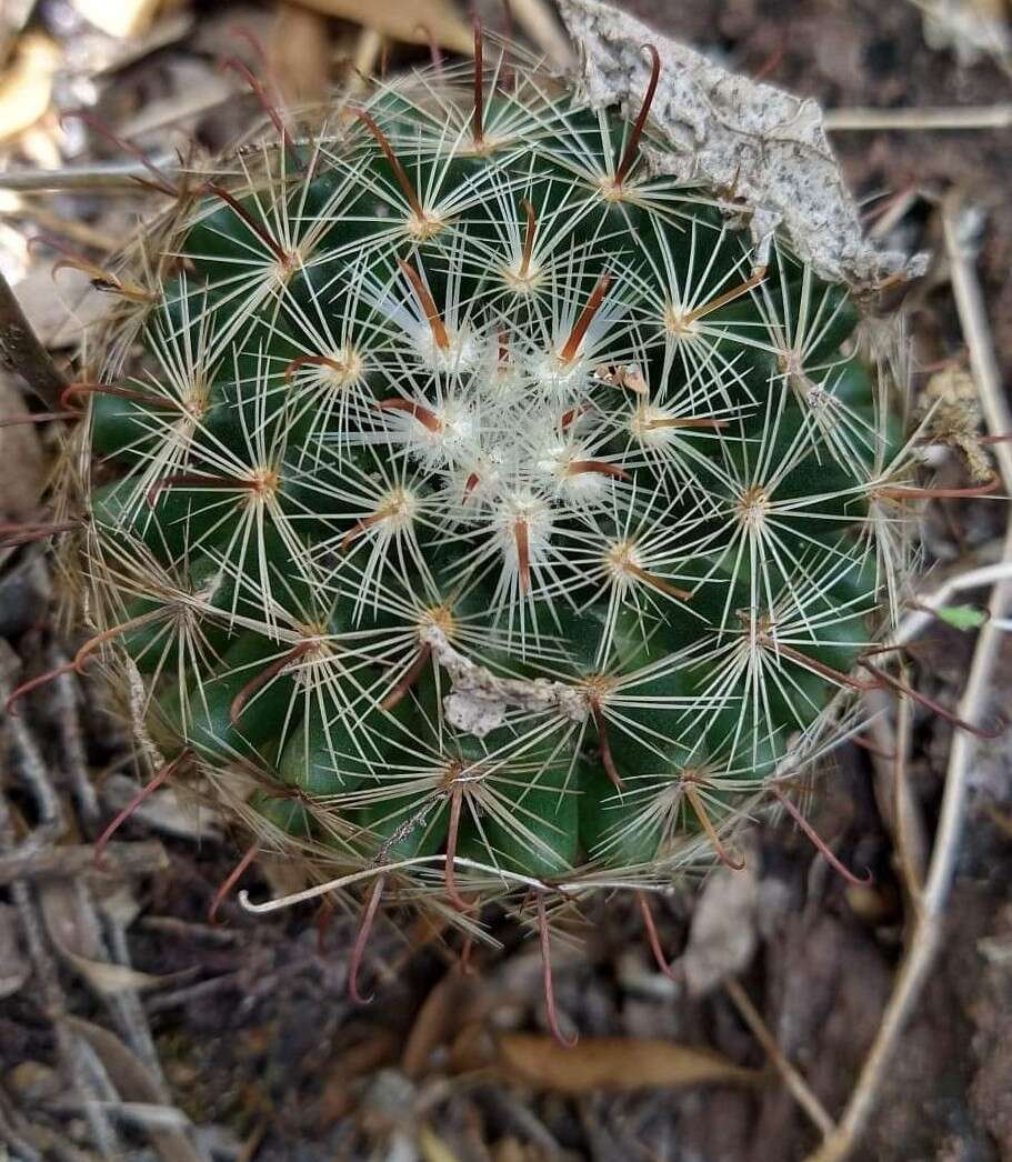 Mammillaria rettigiana Boed.的圖片