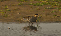 صورة Spatula versicolor (Vieillot 1816)