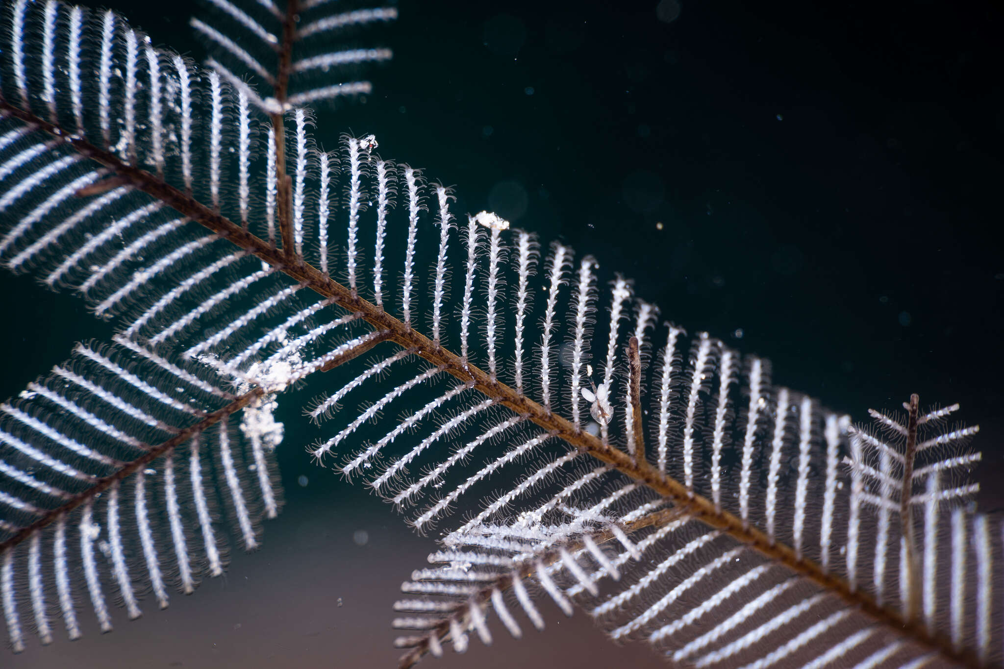 Image of Delicate white stinging hydroids