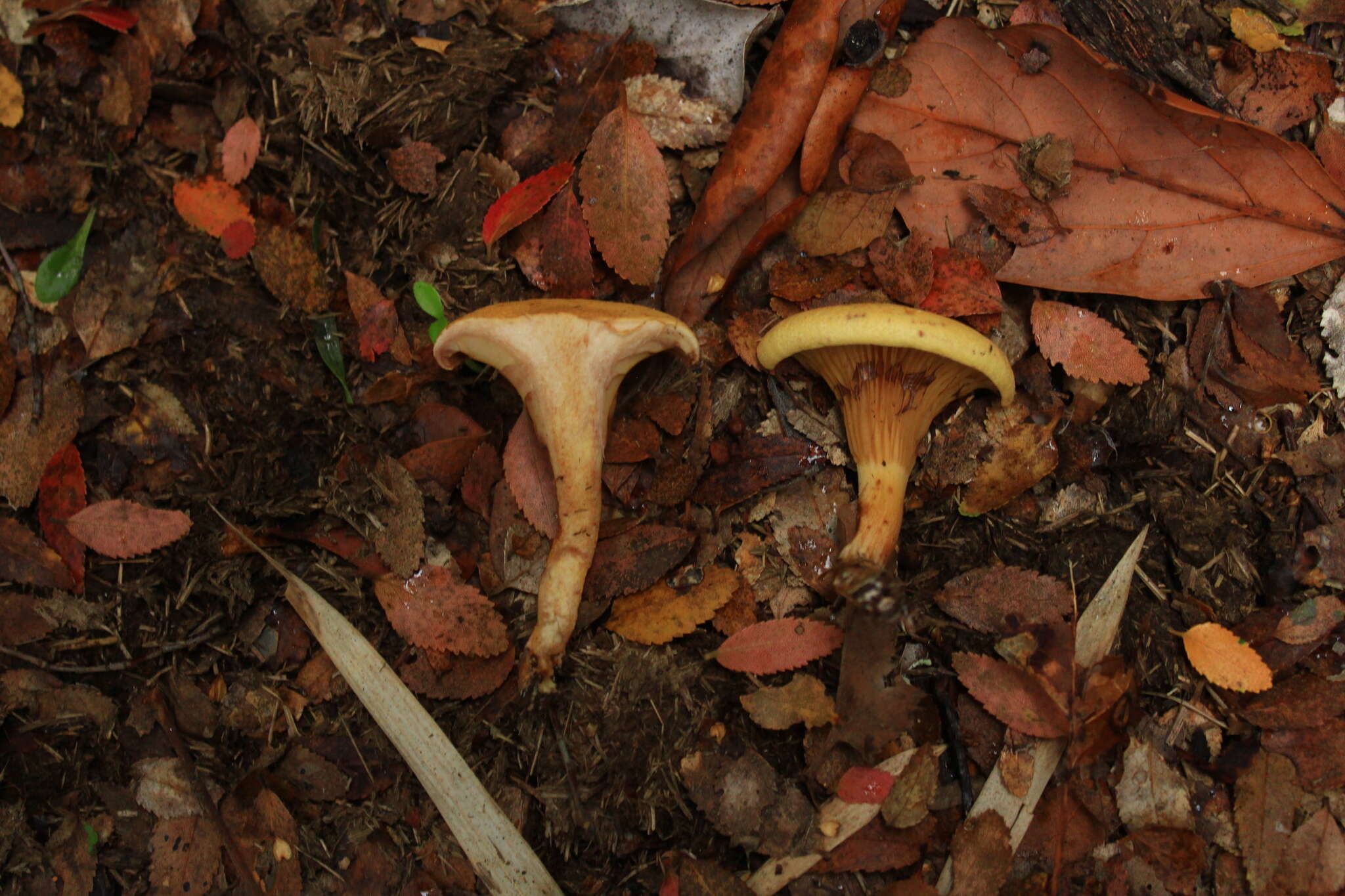 Image of Austropaxillus statuum (Speg.) Bresinsky & Jarosch 1999