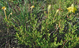 Imagem de Oenothera hartwegii Benth.