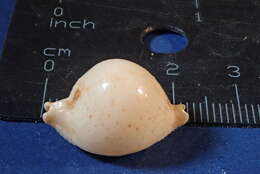 Image of chick-pea cowrie