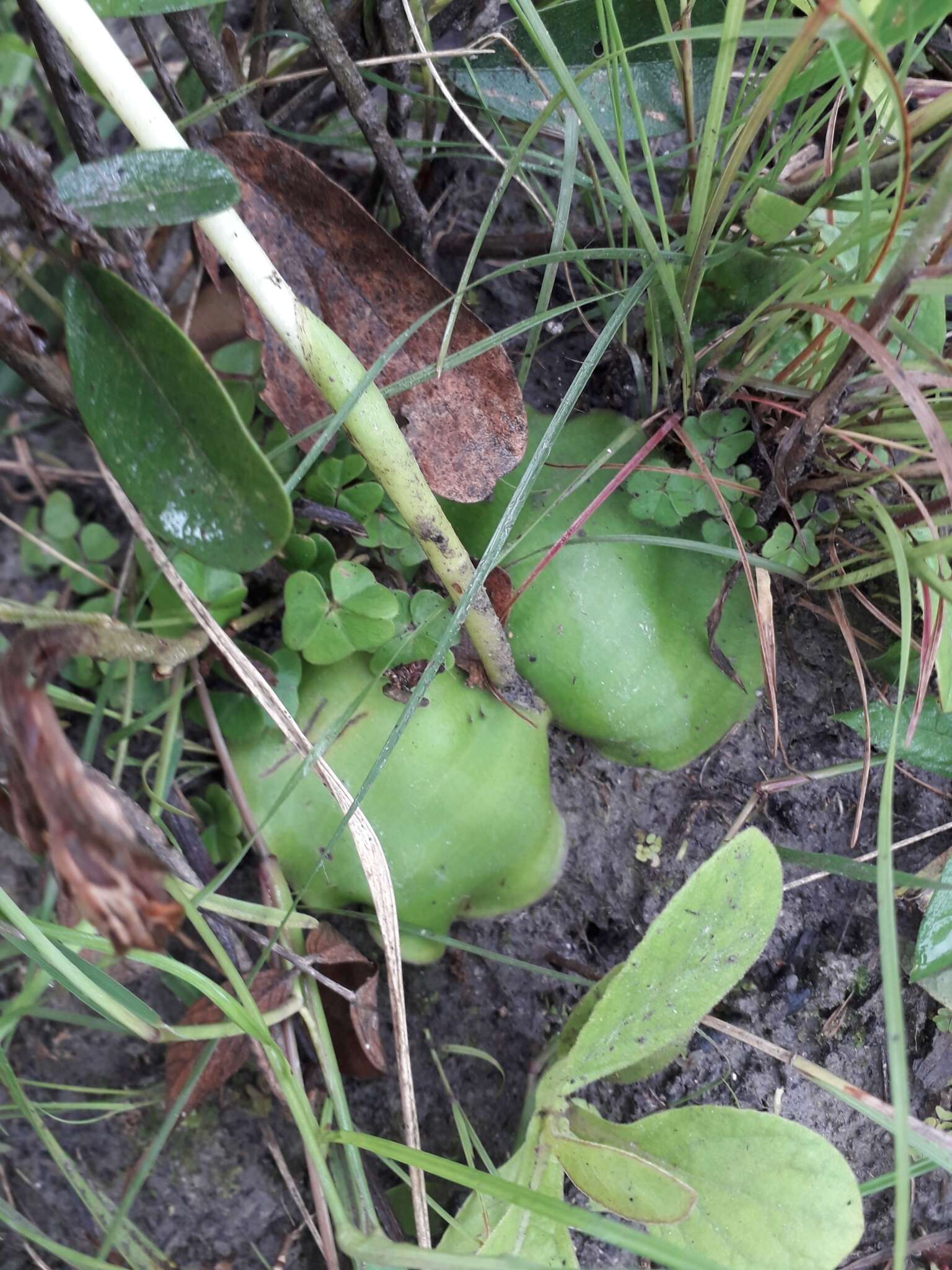 Image of Satyrium kitimboense Kraenzl.