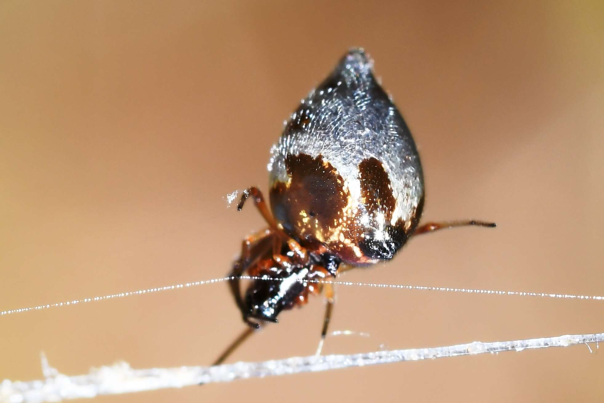 Image of Dewdrop spider