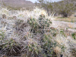 Image of Wiggins' cholla