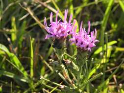 Слика од Liatris bracteata Gaiser