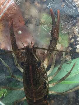 Image of Brushnose Crayfish