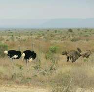 Image of Somali Ostrich