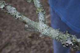 Image of hypotrachyna lichen