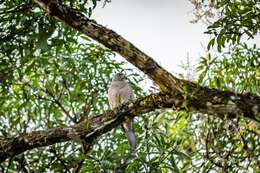 Image of Fiji Goshawk