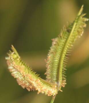 Image of Sign grass