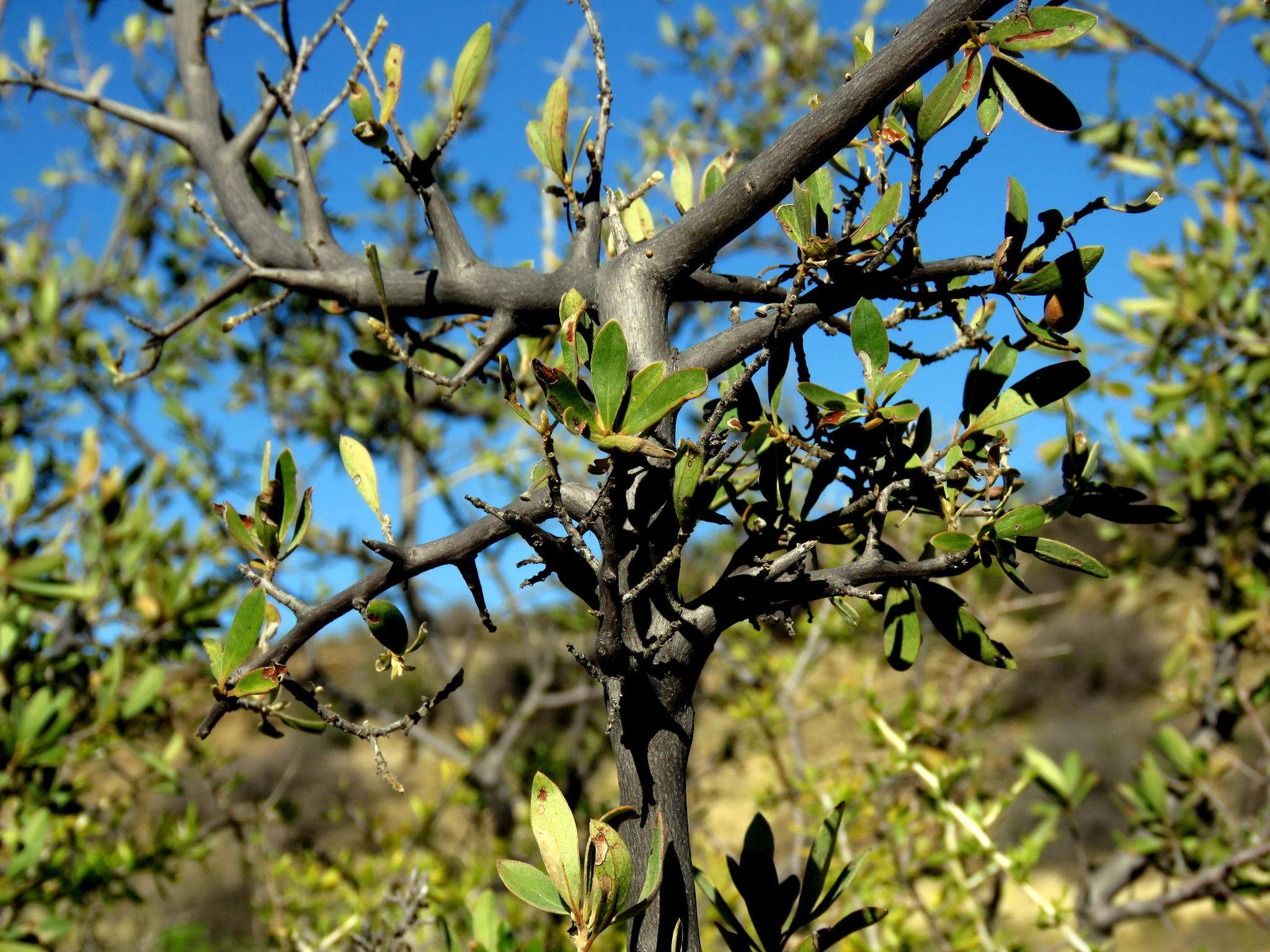 Image of Diospyros lycioides subsp. lycioides