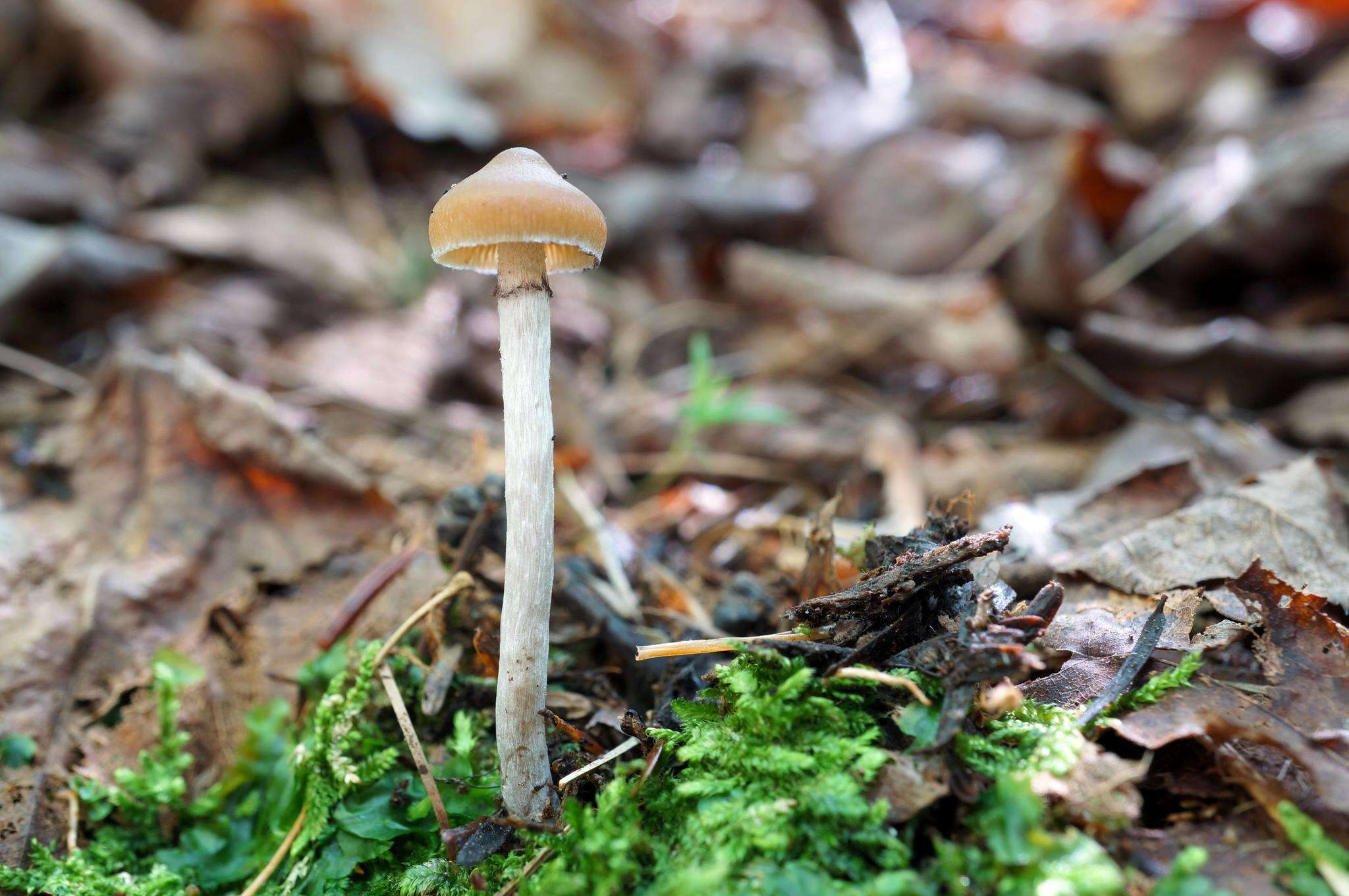 Image of Psilocybe fuscofulva Peck 1887