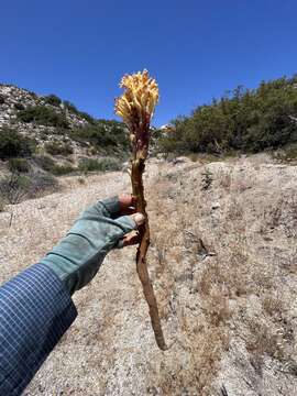 Image of California broomrape