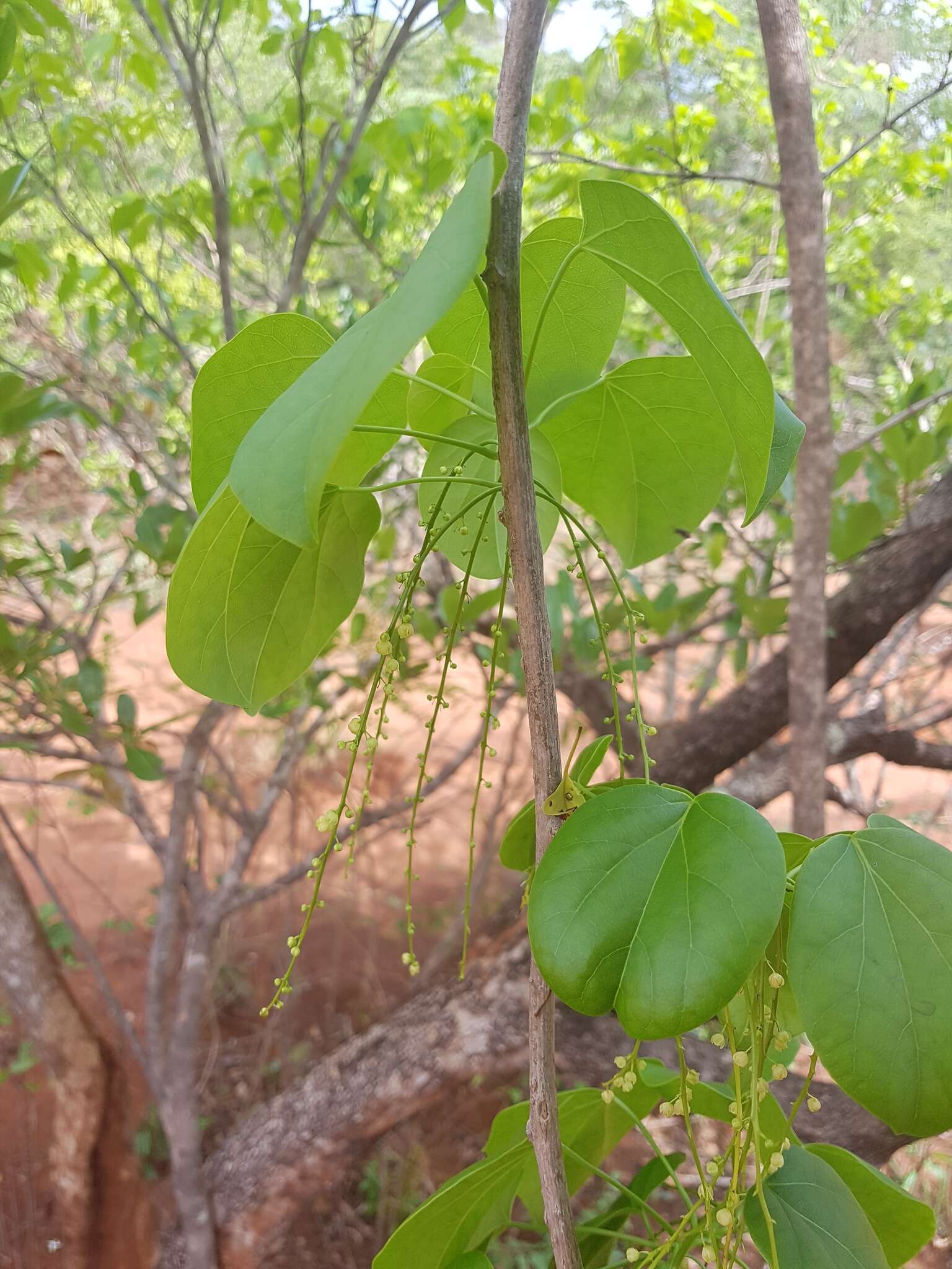 Image of Tinospora uviforme (Baill.) Troupin