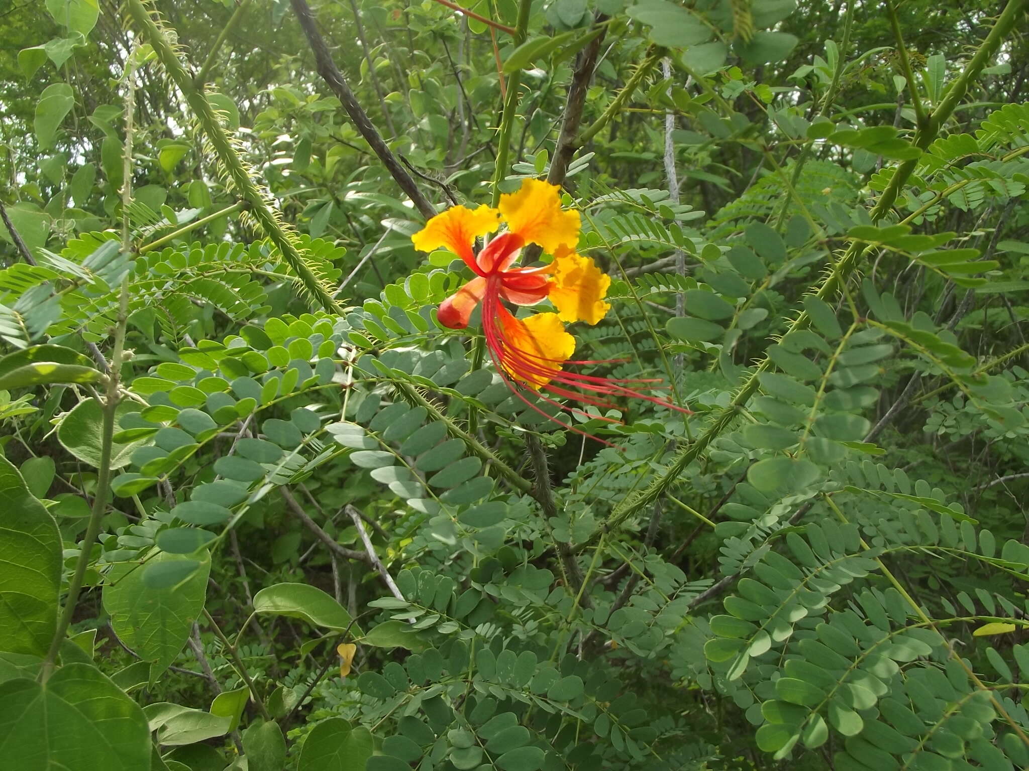 Image of Dwarf Poinciana