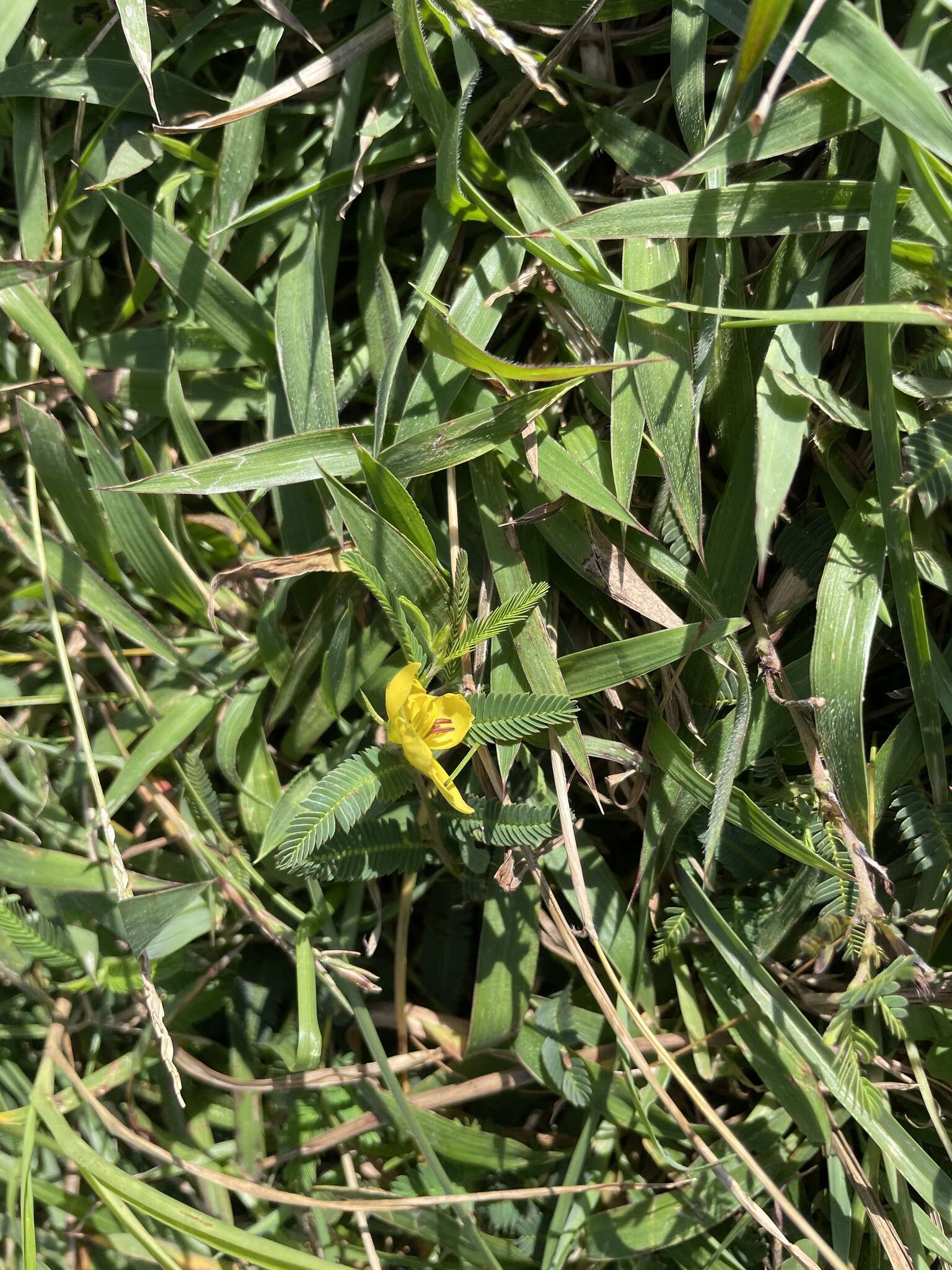 Image of Chamaecrista garambiensis (Hosok.) H. Ohashi, Tateishi & T. Nemoto