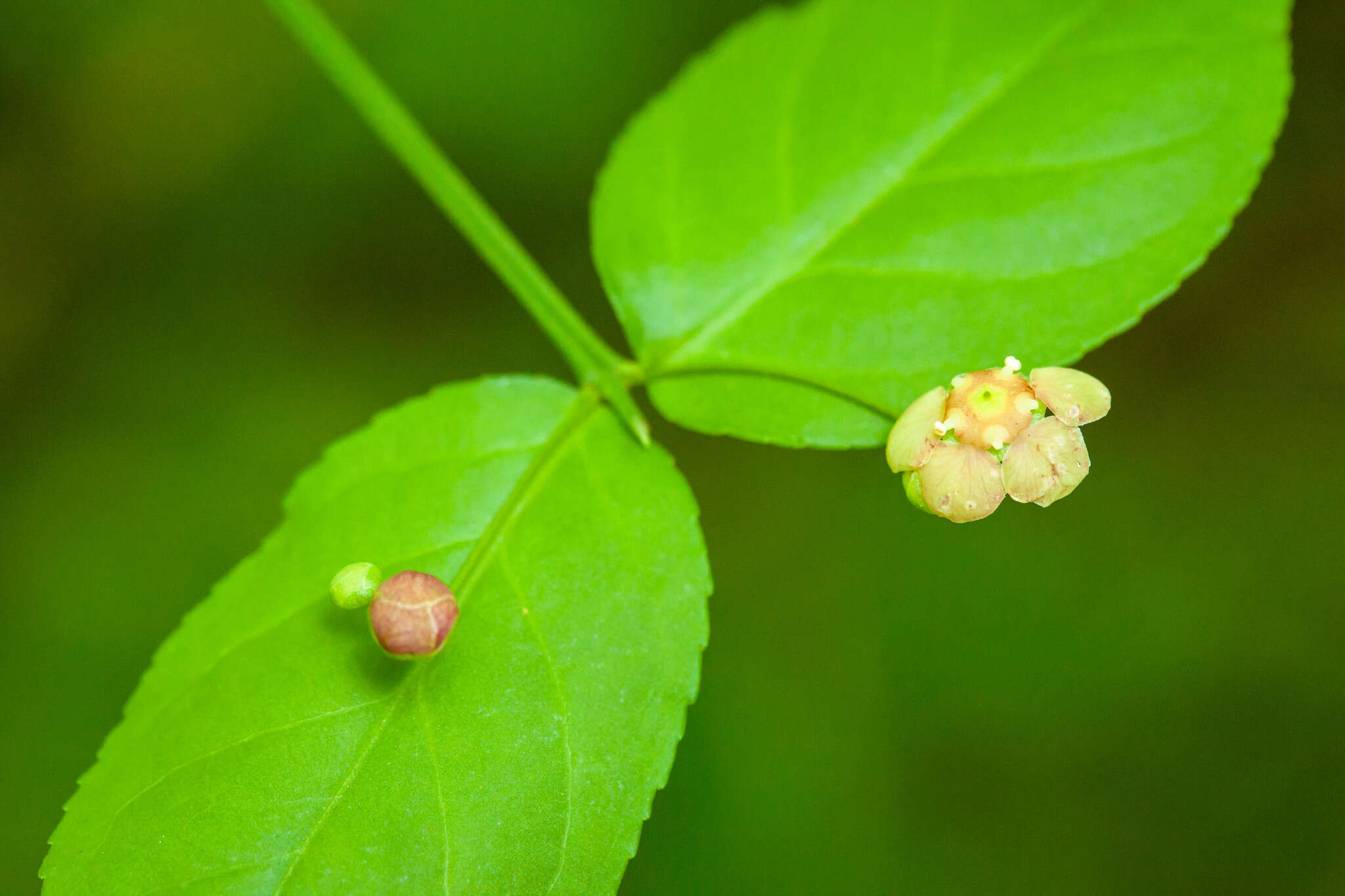 Euonymus americanus L. resmi