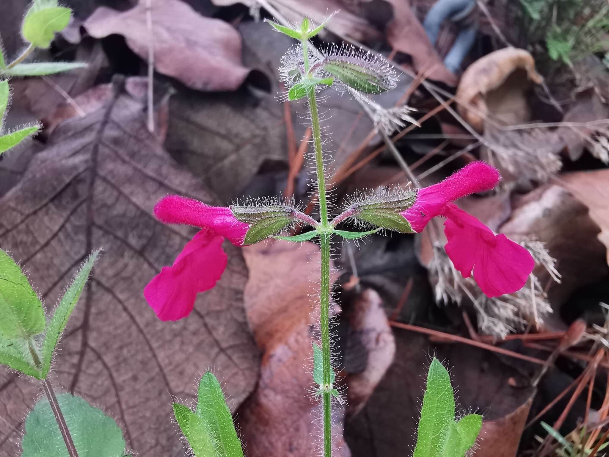 Imagem de Salvia angustiarum Epling