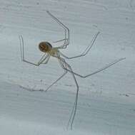 Image of Cellar spider