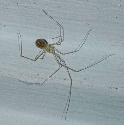 Image of Cellar spider