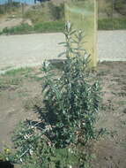 Buddleja coriacea Remy resmi