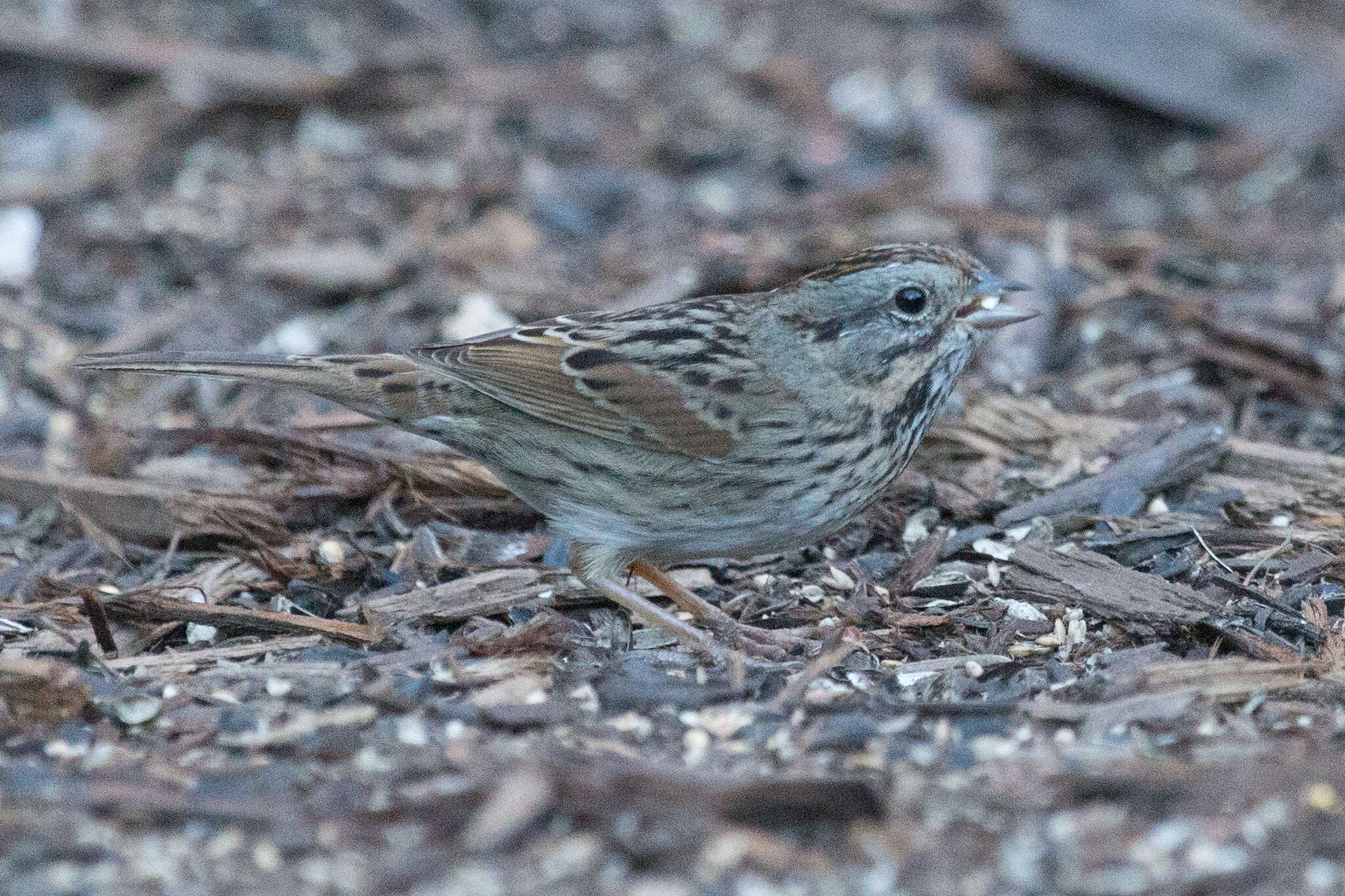 Image of Melospiza Baird & SF 1858