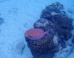 Image of Gold-spotted rabbitfish