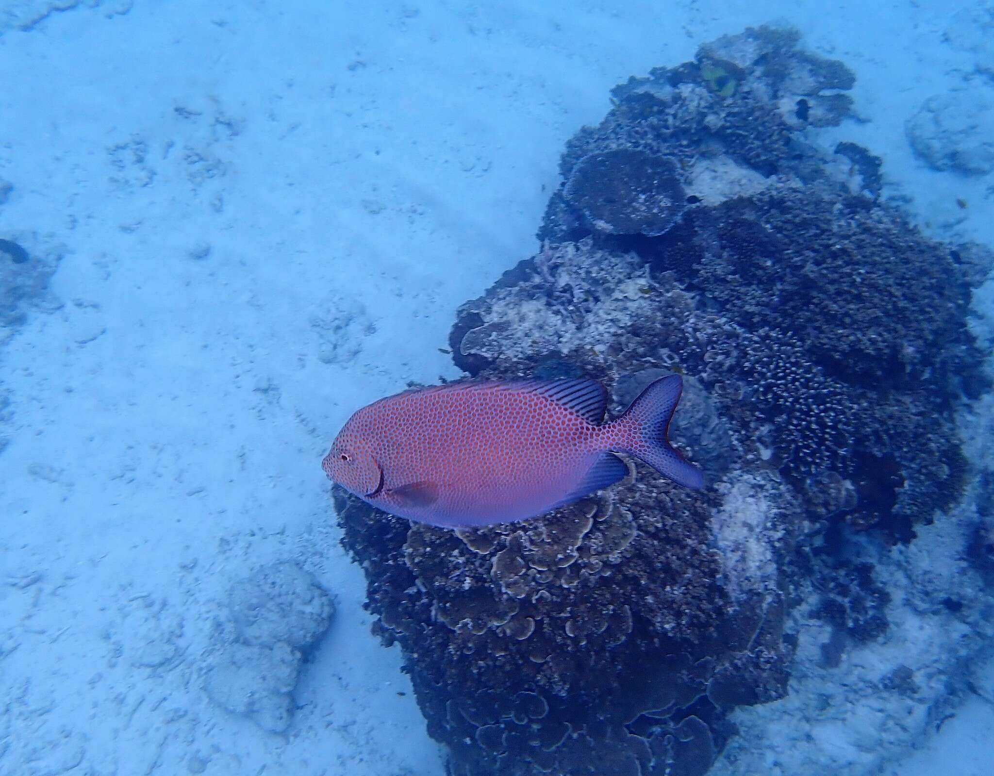 Image of Gold-spotted rabbitfish