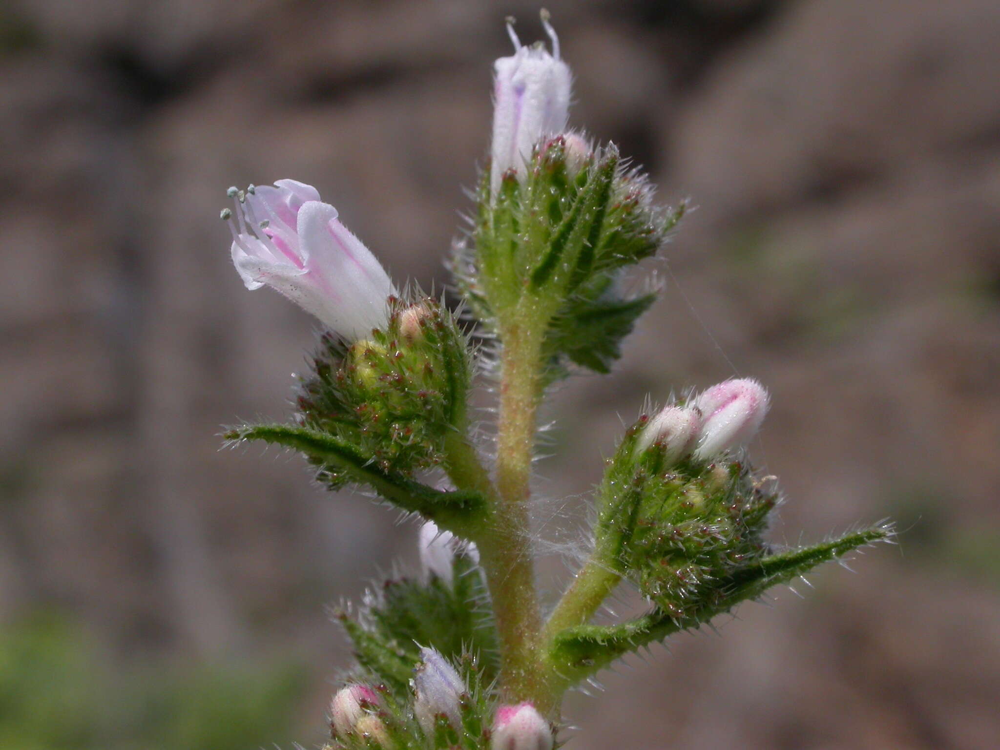 Echium onosmifolium Webb & Berth.的圖片