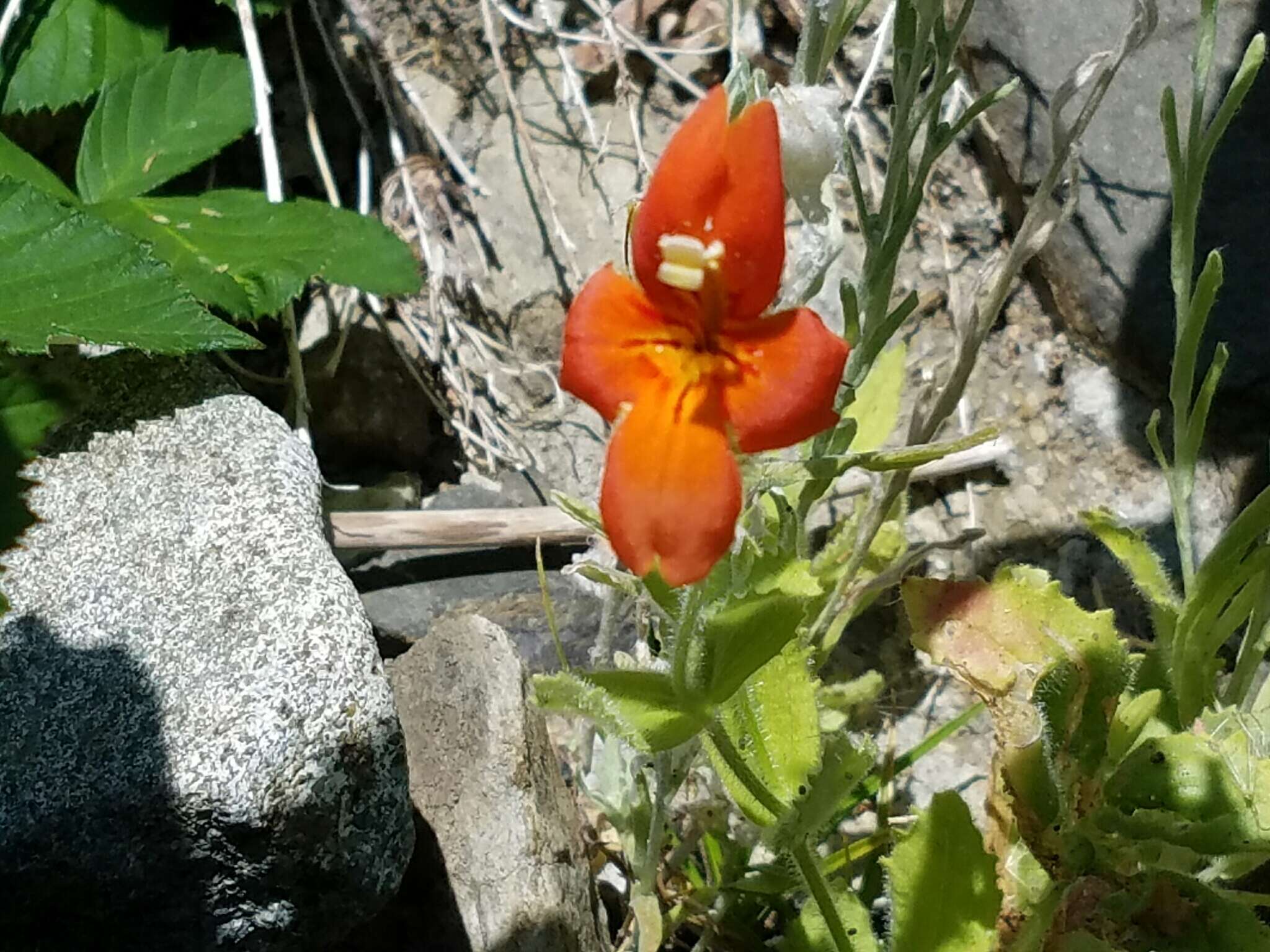 Image of Scarlet Monkey-Flower