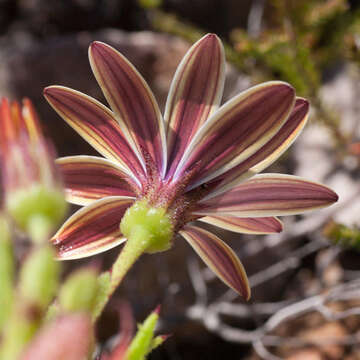 Image de Dimorphotheca walliana (Norl.) B. Nord.