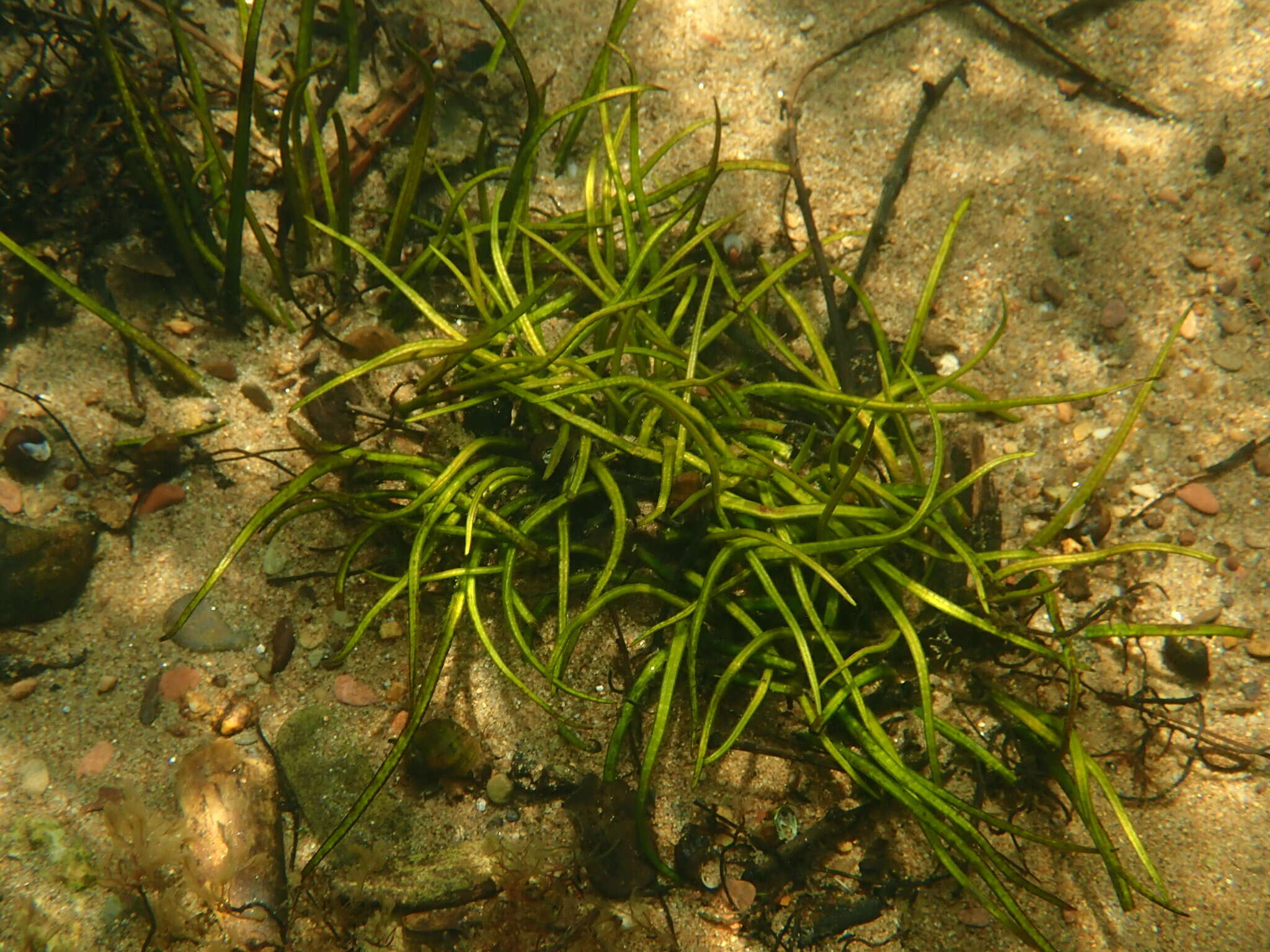 Image of Tennessee Quillwort