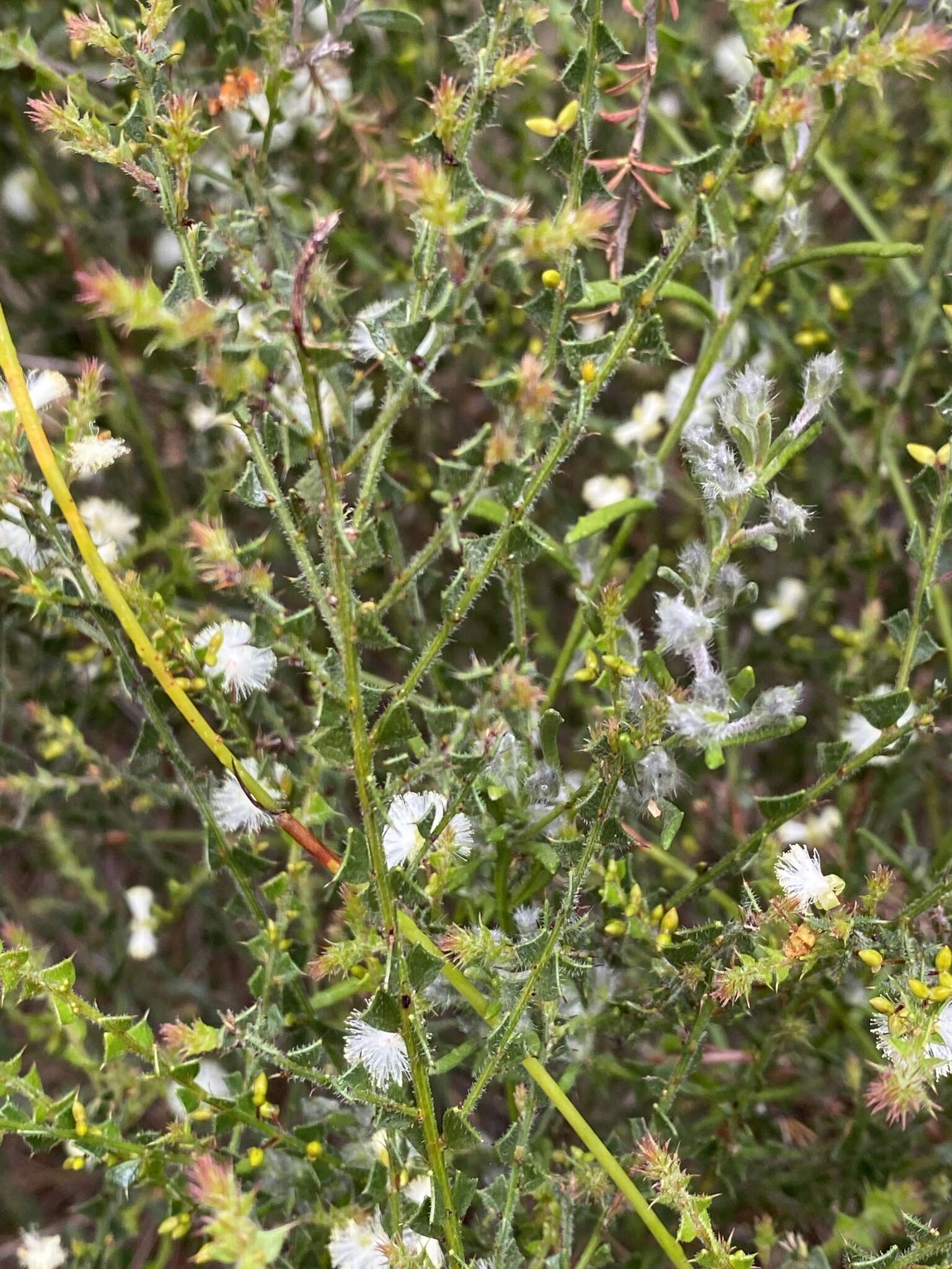 Слика од Acacia biflora R. Br.