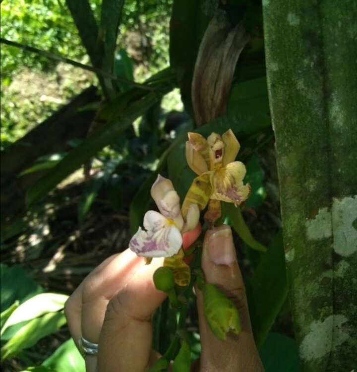 Imagem de Aspasia epidendroides Lindl.