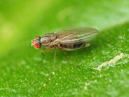 Image of Pomace fly