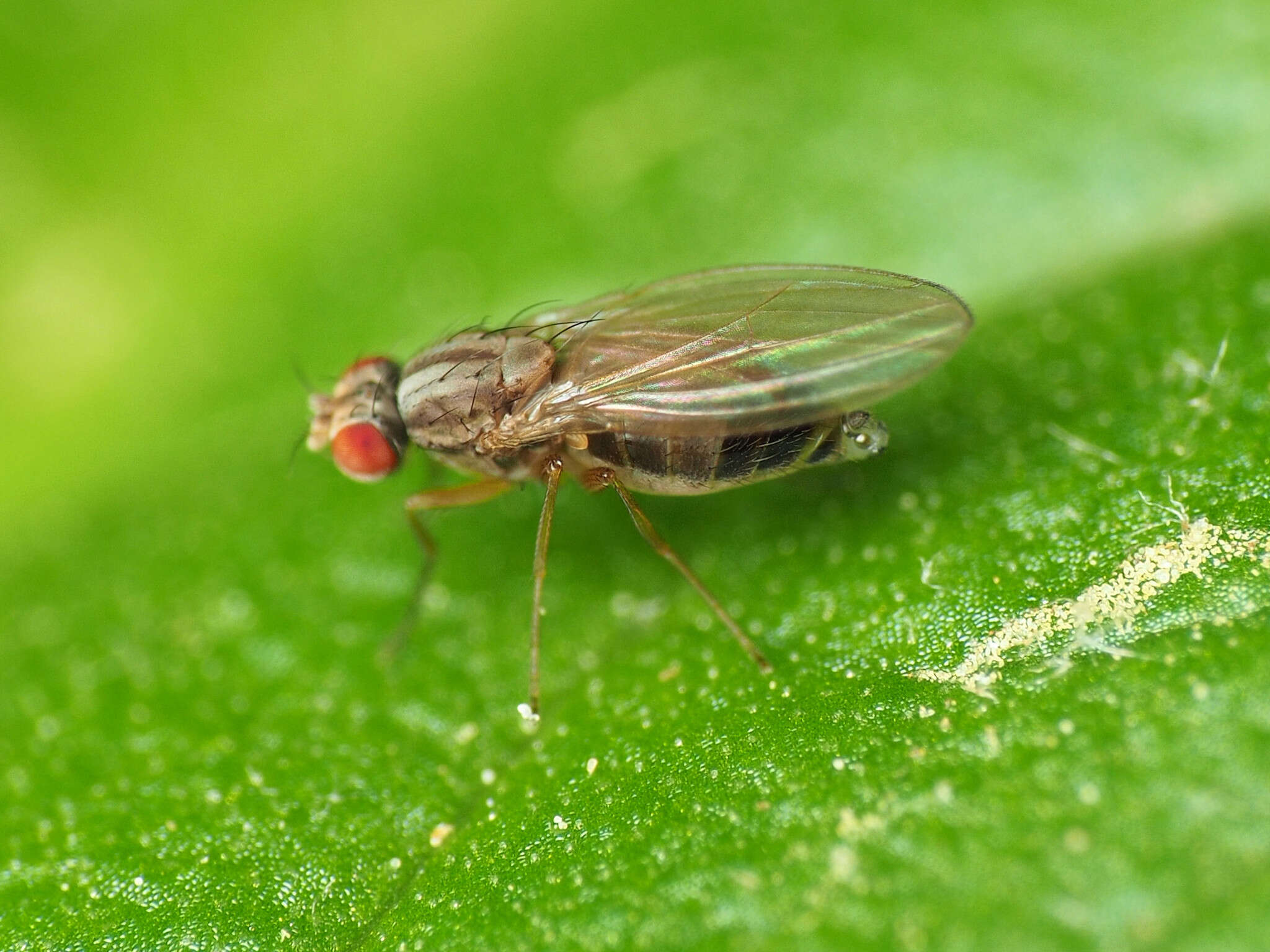 Image of Pomace fly