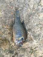 Image of Redspotted Sunfish