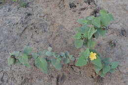 Image of Abutilon austroafricanum Hochr.