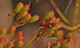 Image of Closterotomus putoni (Horvath 1888)