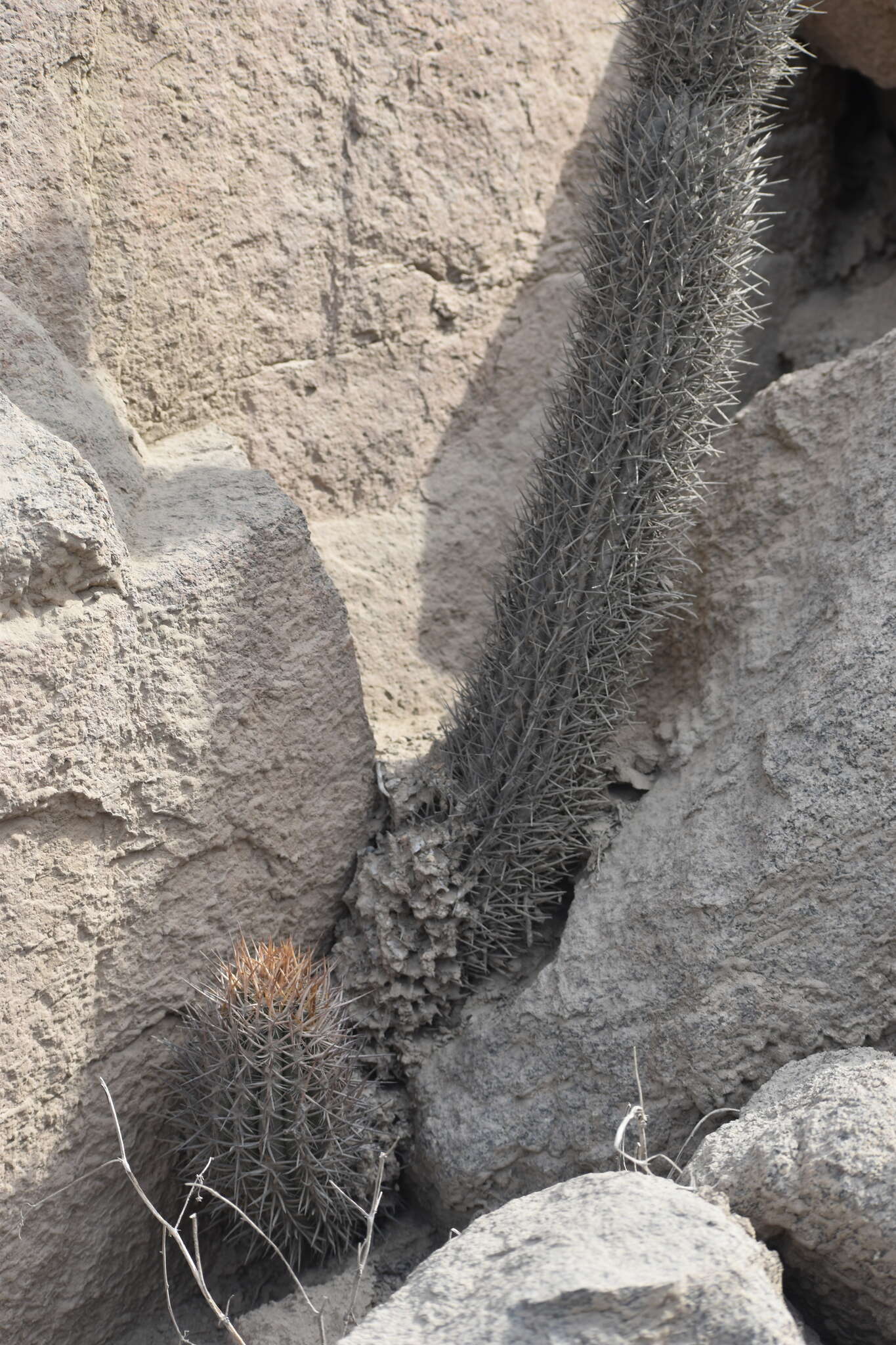 Image de Cleistocactus xylorhizus (F. Ritter) Ostolaza