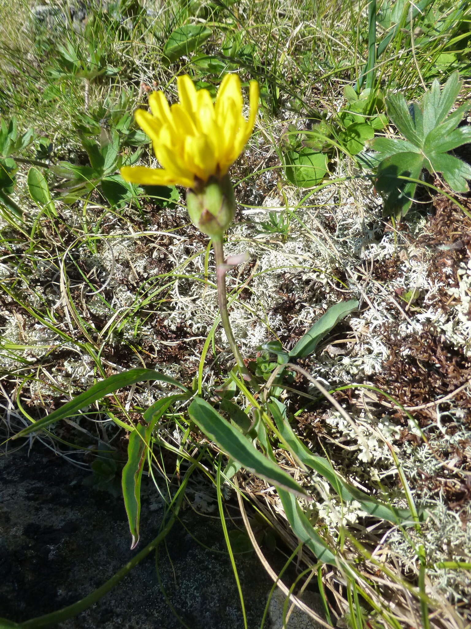 Слика од Scorzonera glabra Rupr.