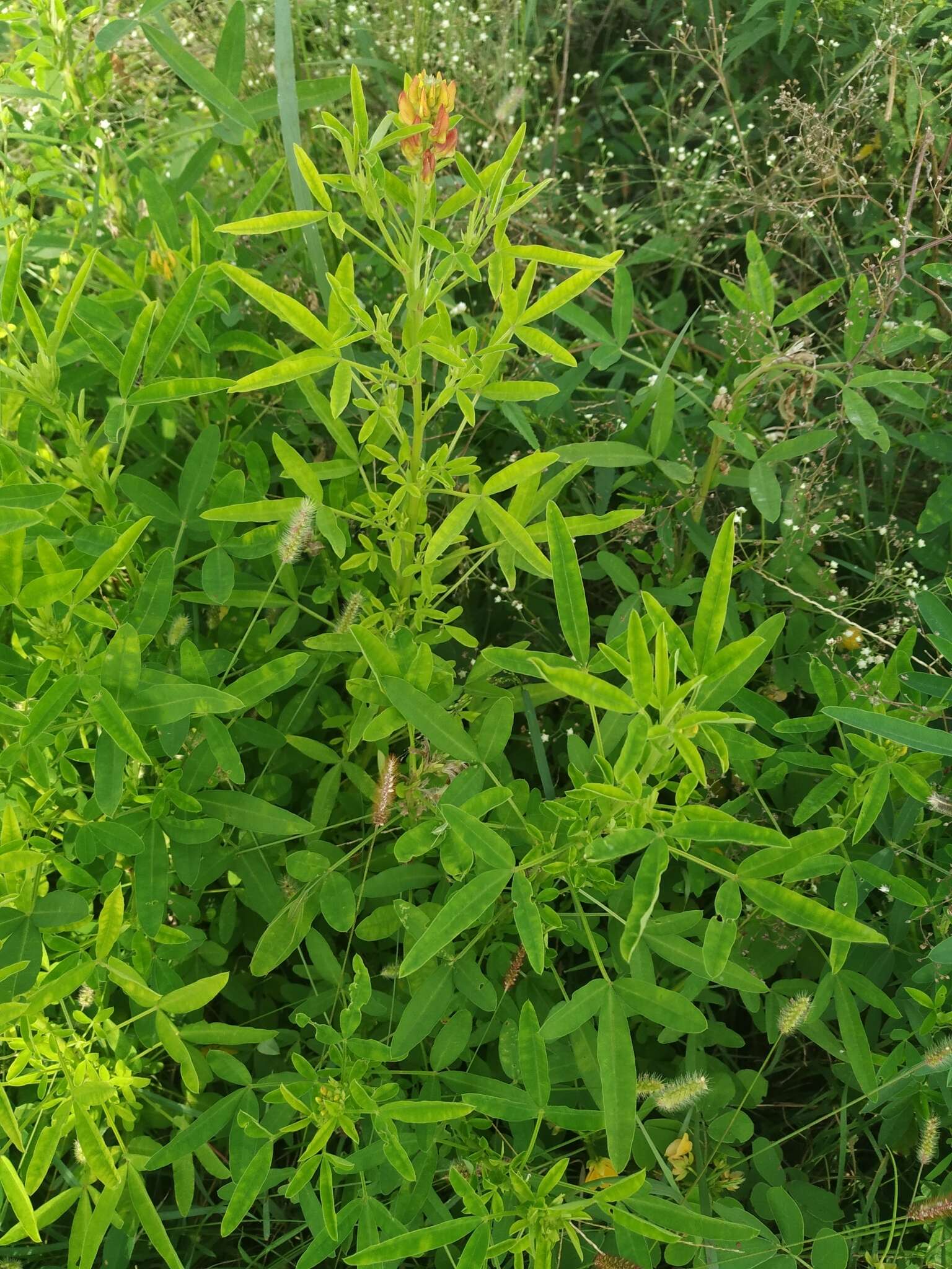 Crotalaria goreensis Guill. & Perr. resmi