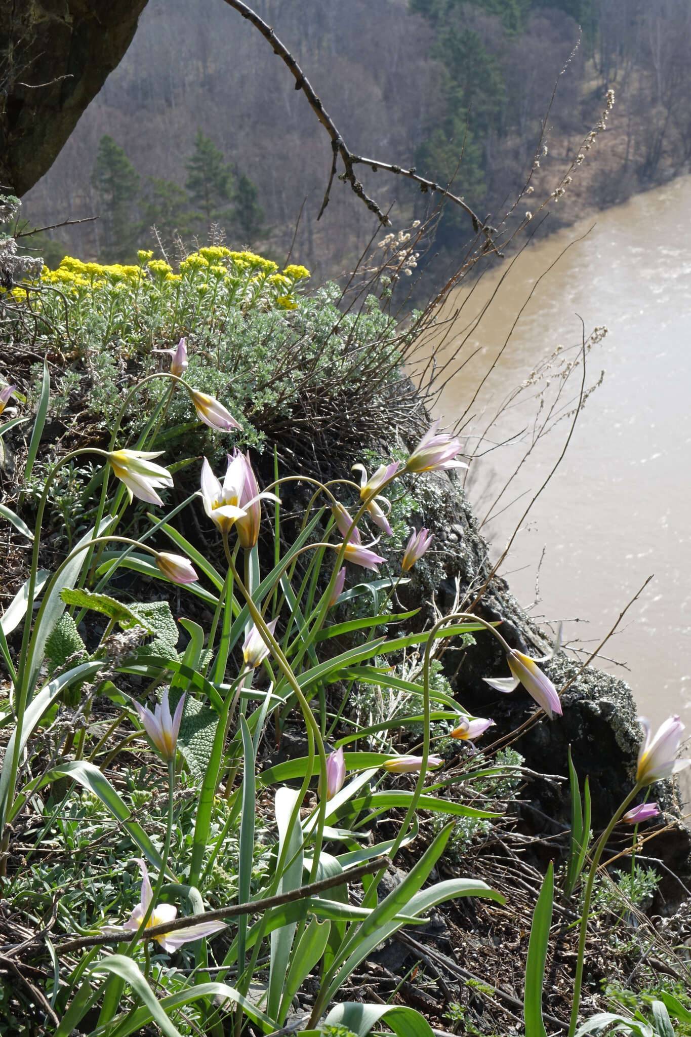 Image de Tulipa sylvestris subsp. australis (Link) Pamp.