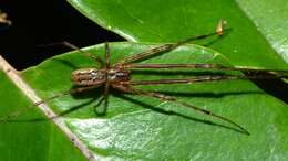 Image of Nanometa lagenifera (Urquhart 1888)