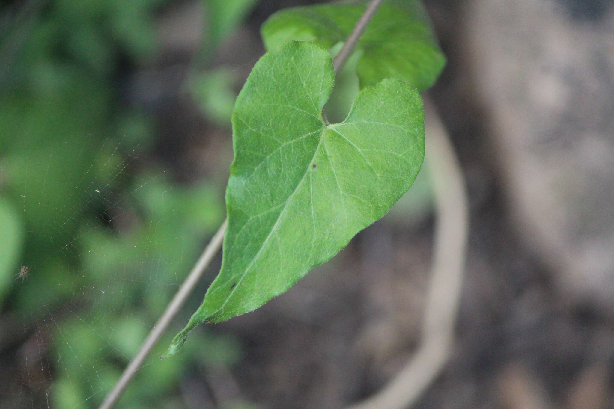 Image of Matelea ojadapantha