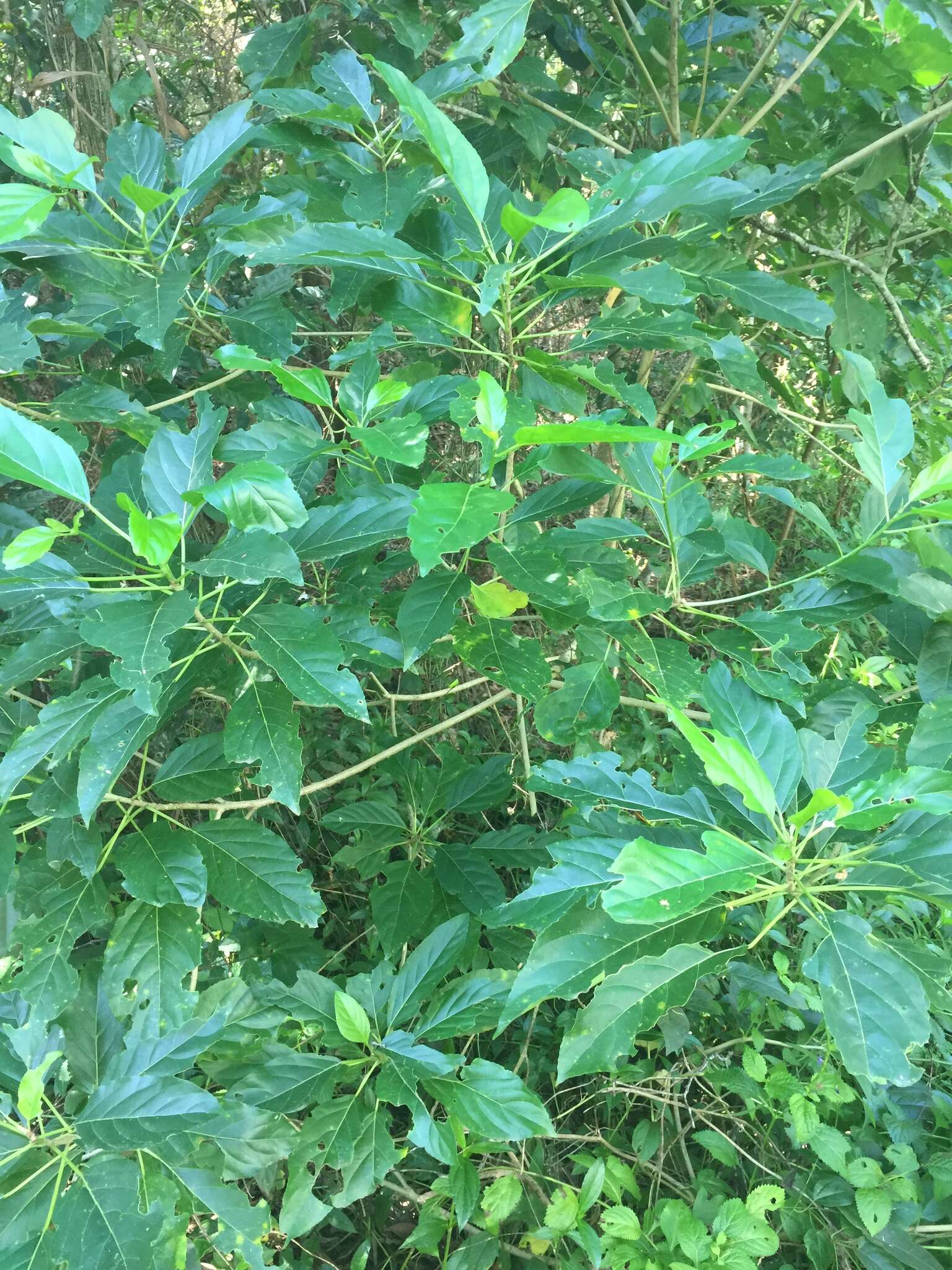 Image of Claoxylon hillii Benth.